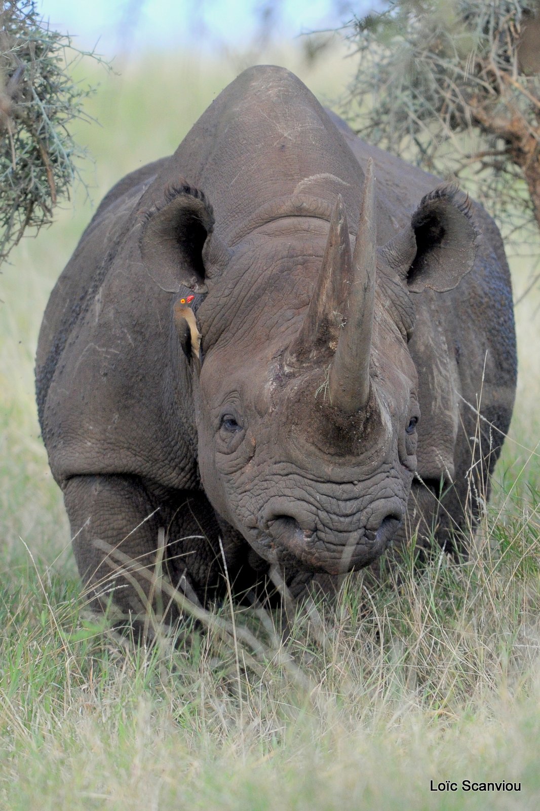 Rhinocéros noir/Black Rhino (11)