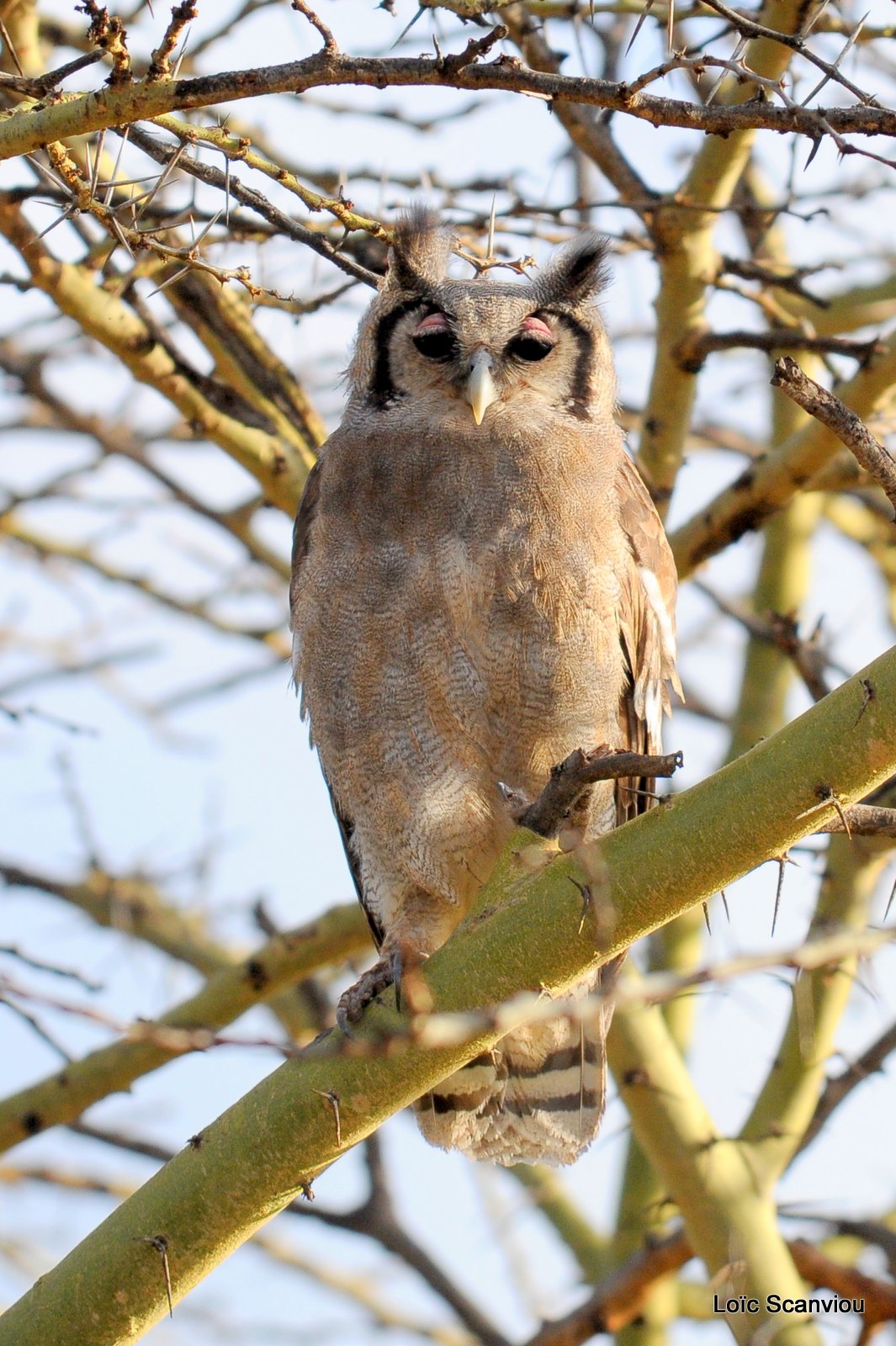 Grand-duc de Verreaux/Verreaux Eagle-Owl (4)