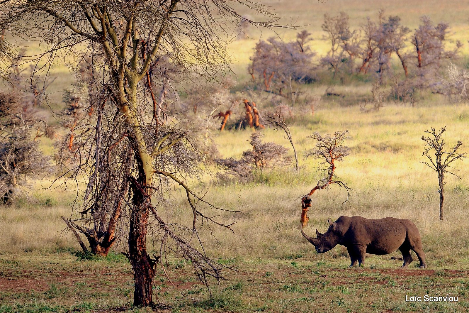 Rhinocéros blanc/White Rhino (1)