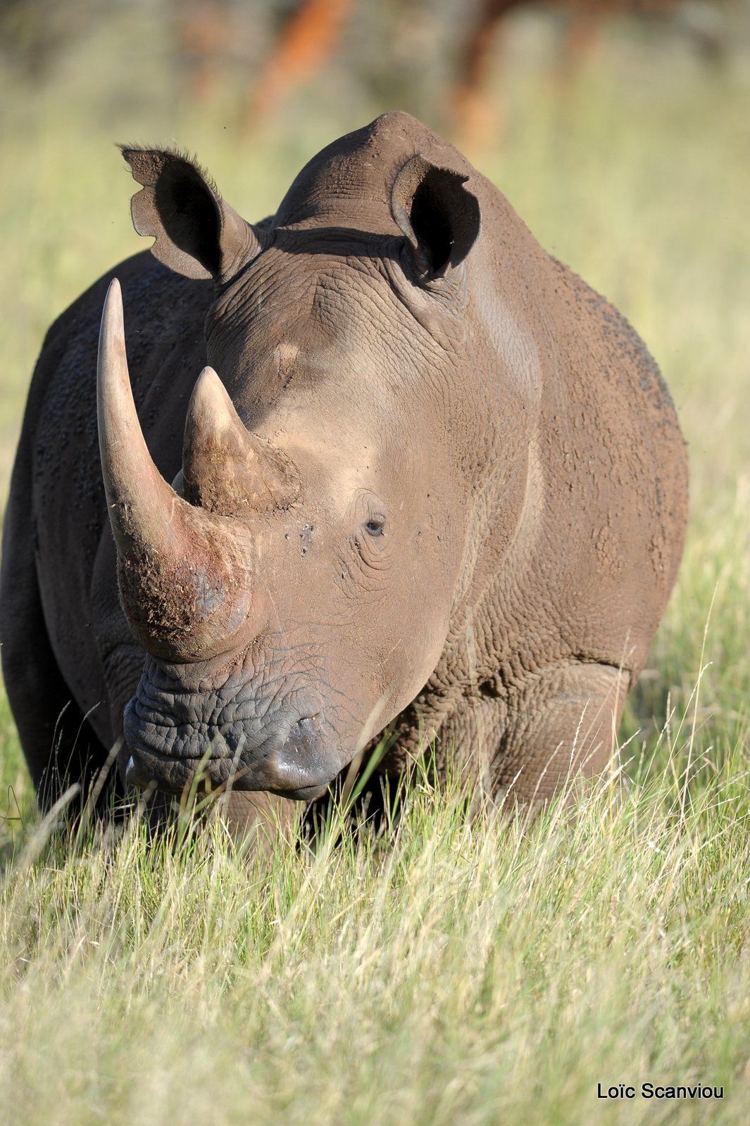 Rhinocéros blanc/White Rhino (2)