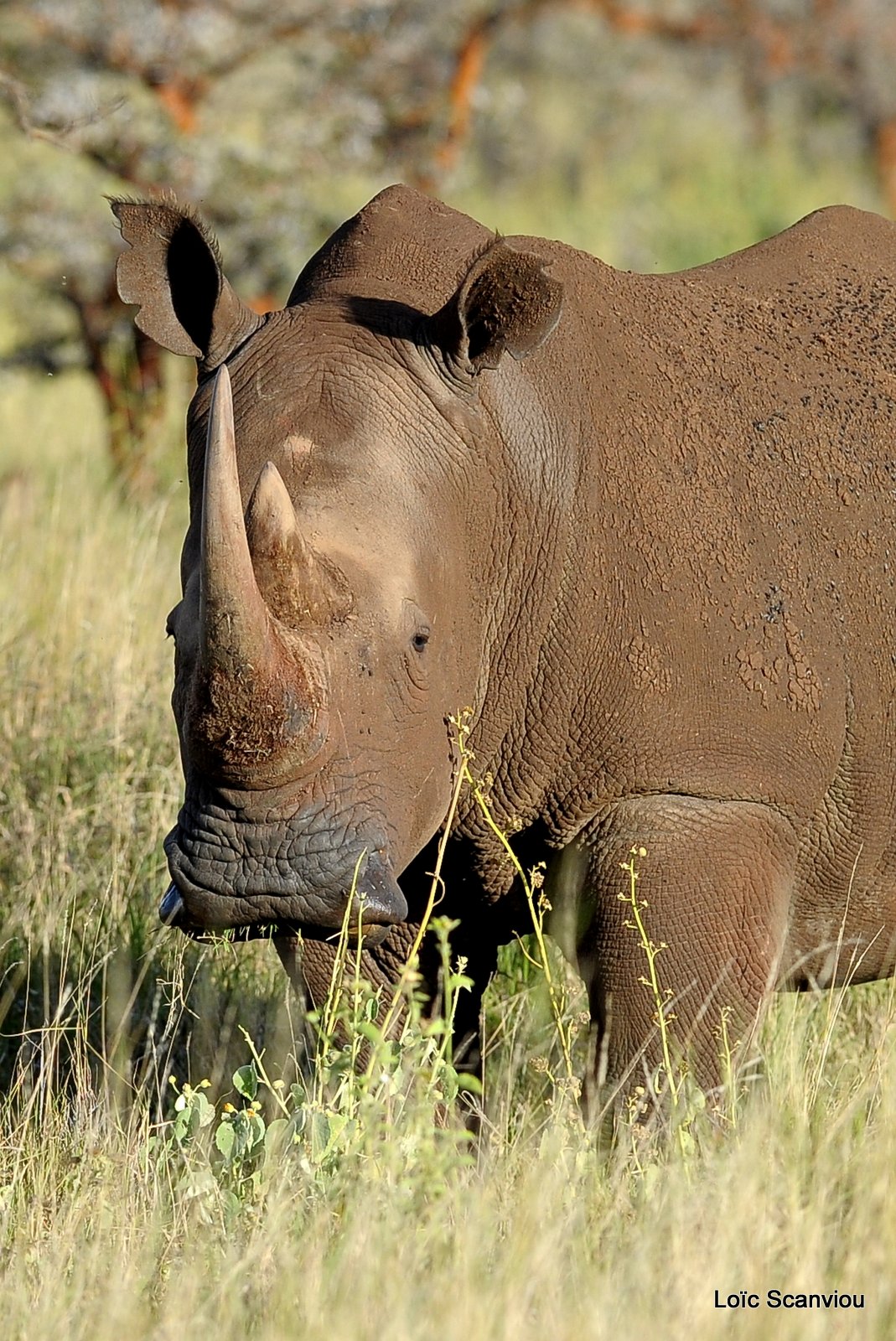 Rhinocéros blanc/White Rhino (5)