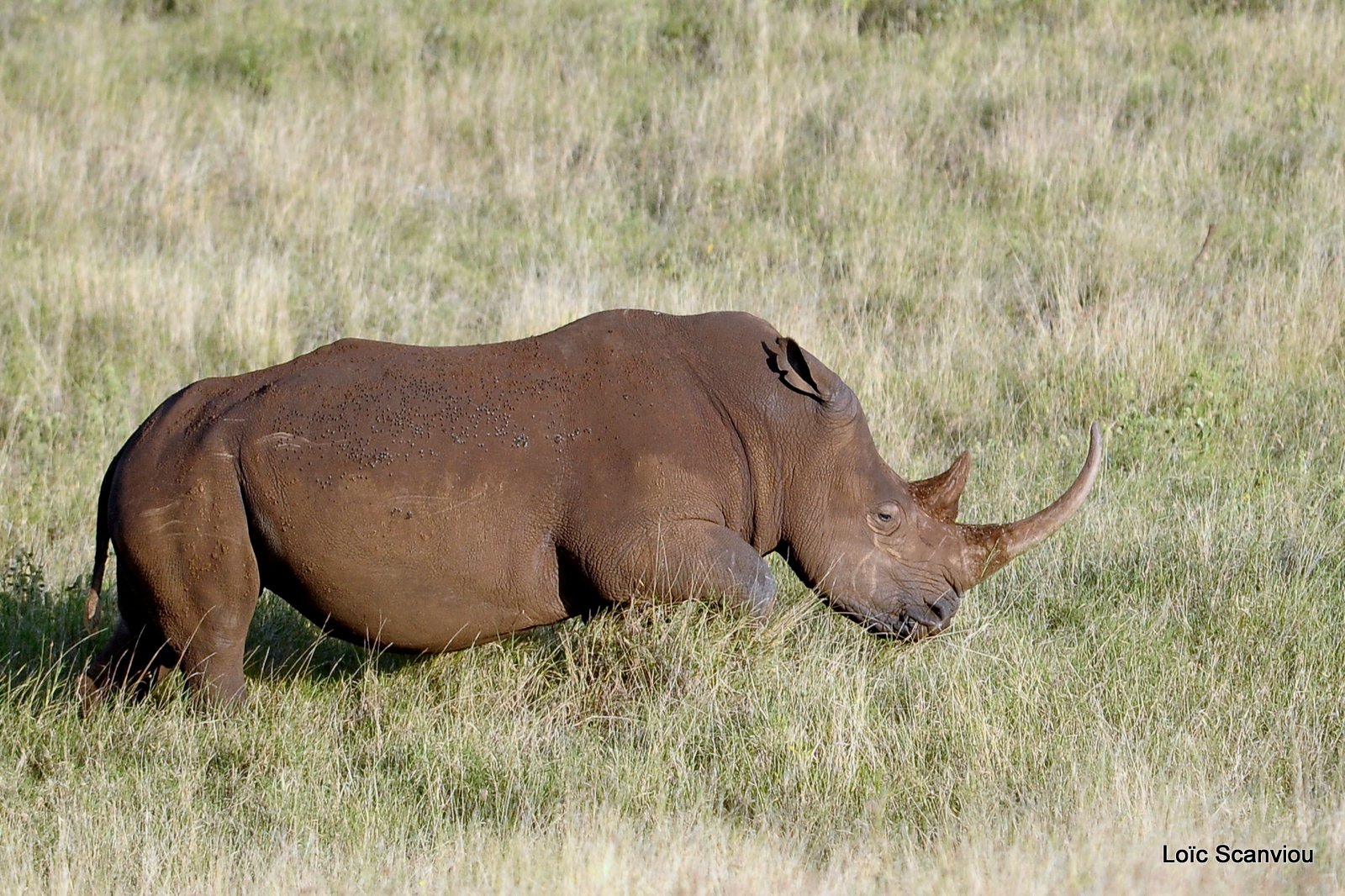 Rhinocéros blanc/White Rhino (7)