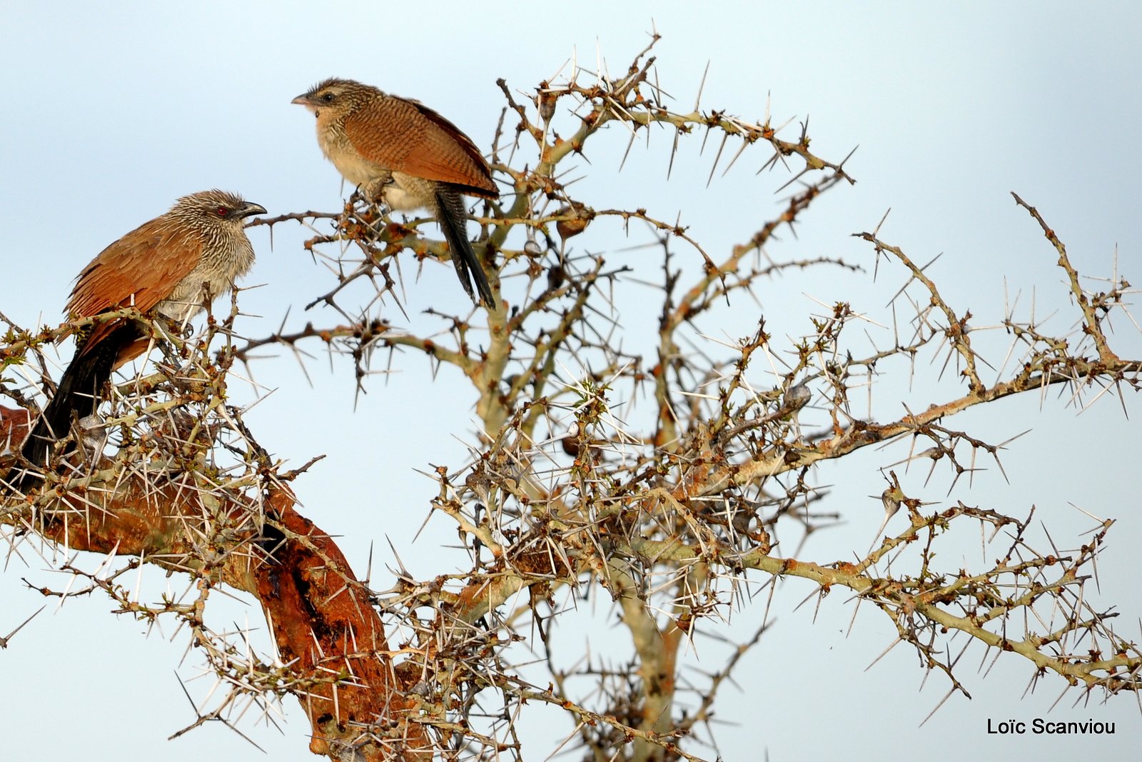 Coucal à sourcils blanc/White-browed Coucal (1)
