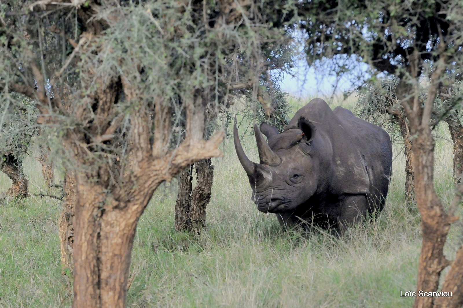 Rhinocéros noir/Black Rhino (12)