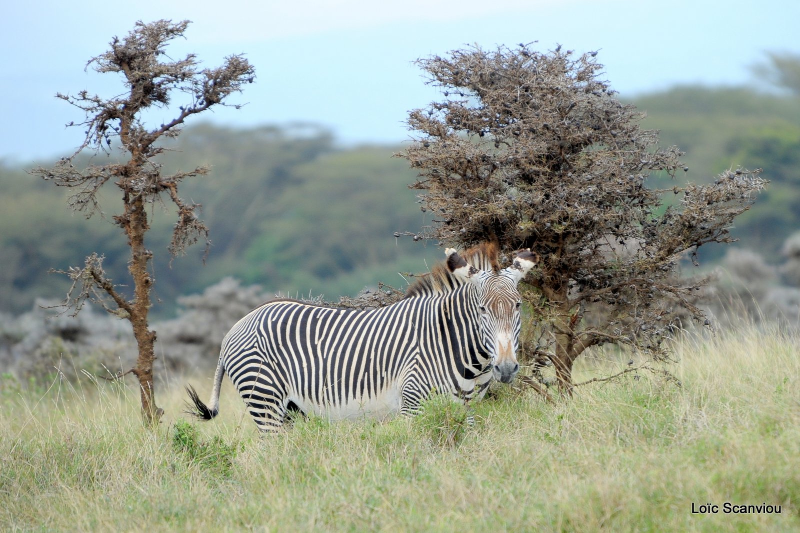 Zèbre de Grévy/Grevy's Zebra (1)