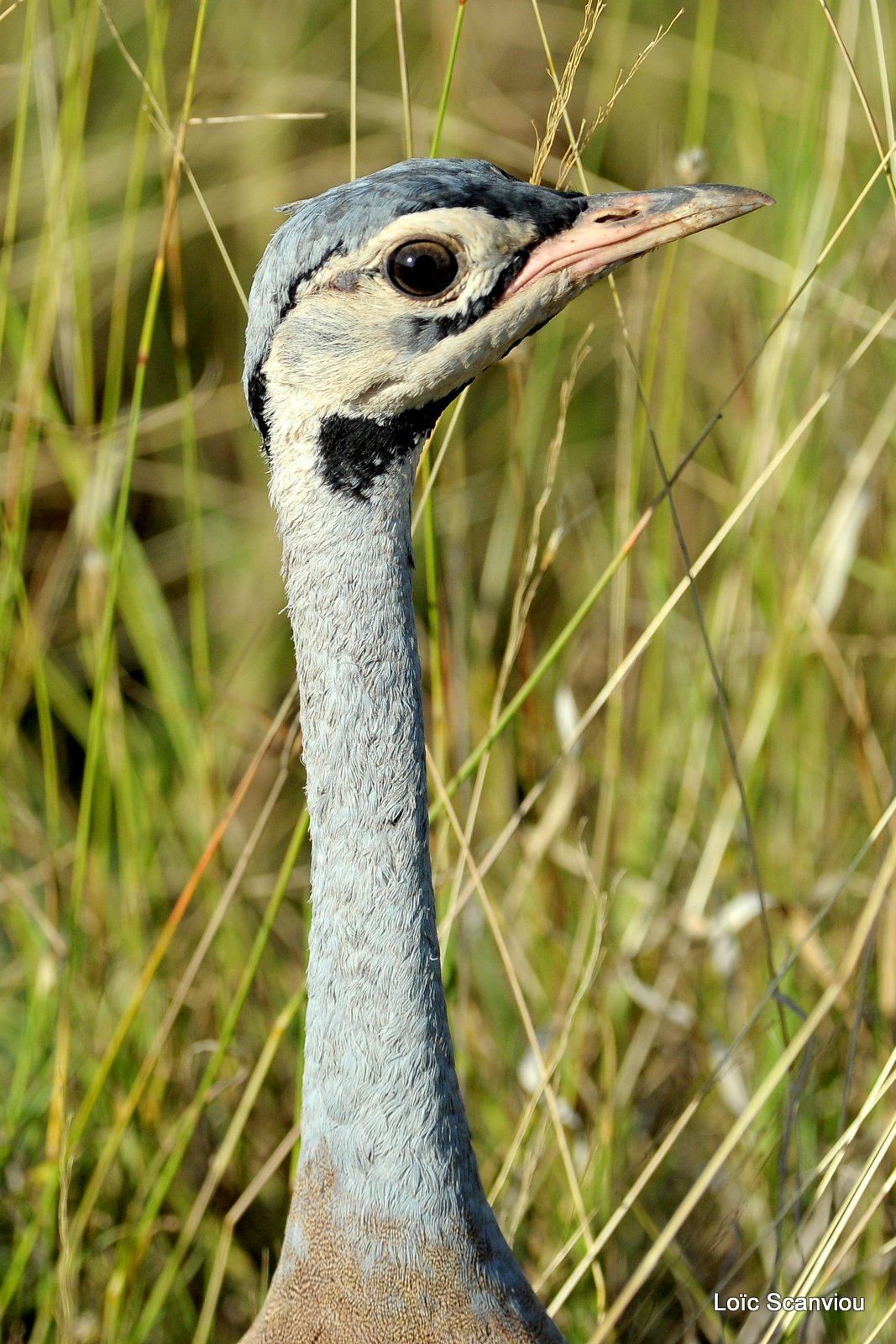 Outarde/Bustard (1)