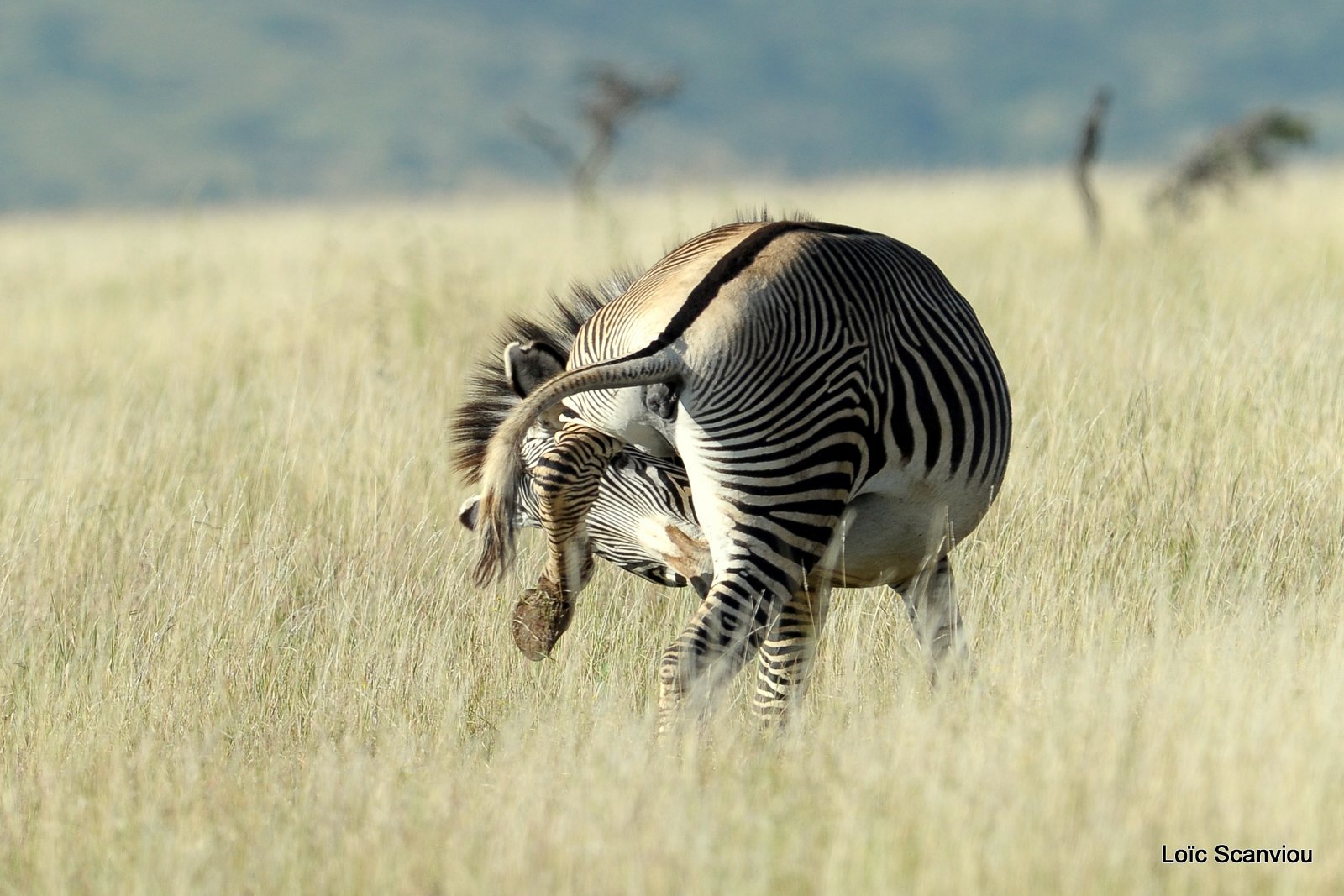 Zèbre de Grévy/Grevy's Zebra (3)