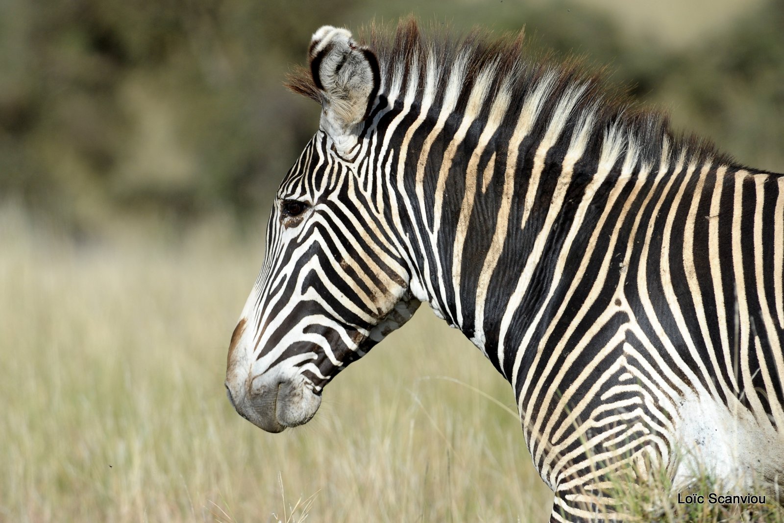 Zèbre/Zebra (9)