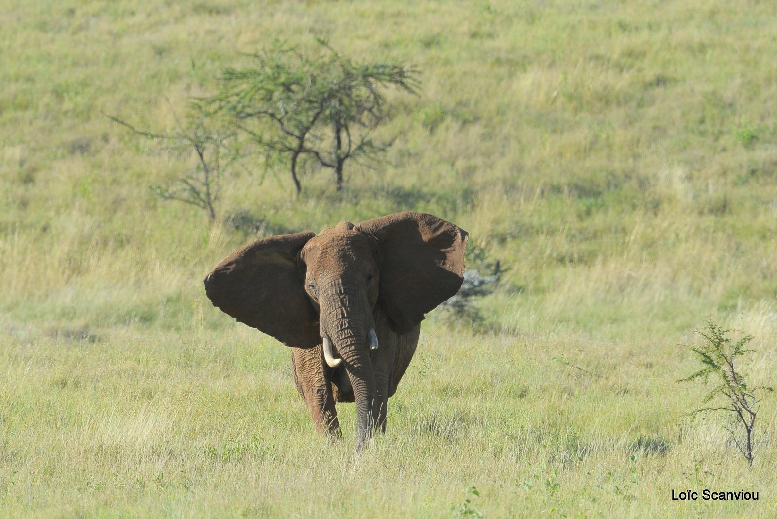Eléphant (2)