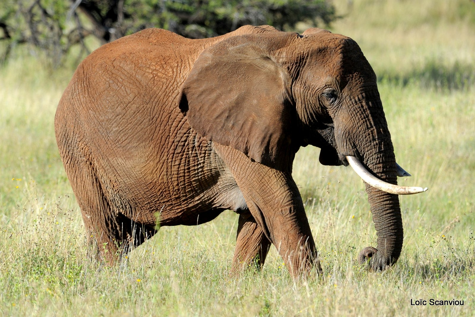 Eléphant (4)