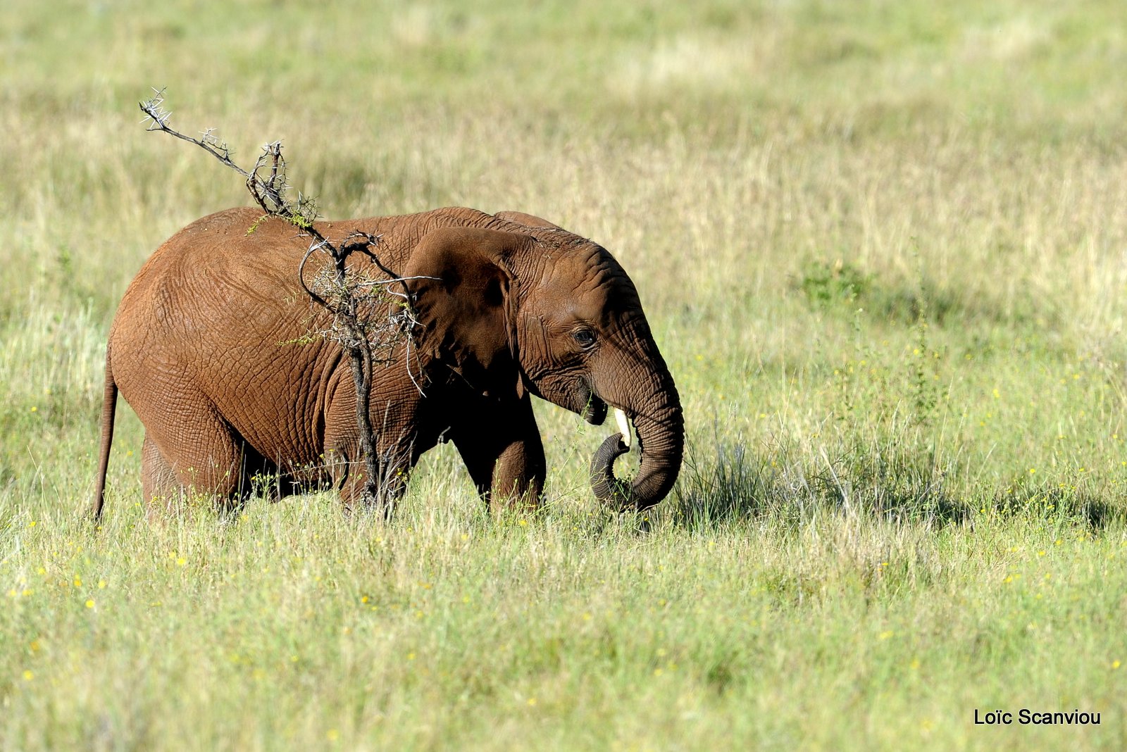 Eléphant (5)