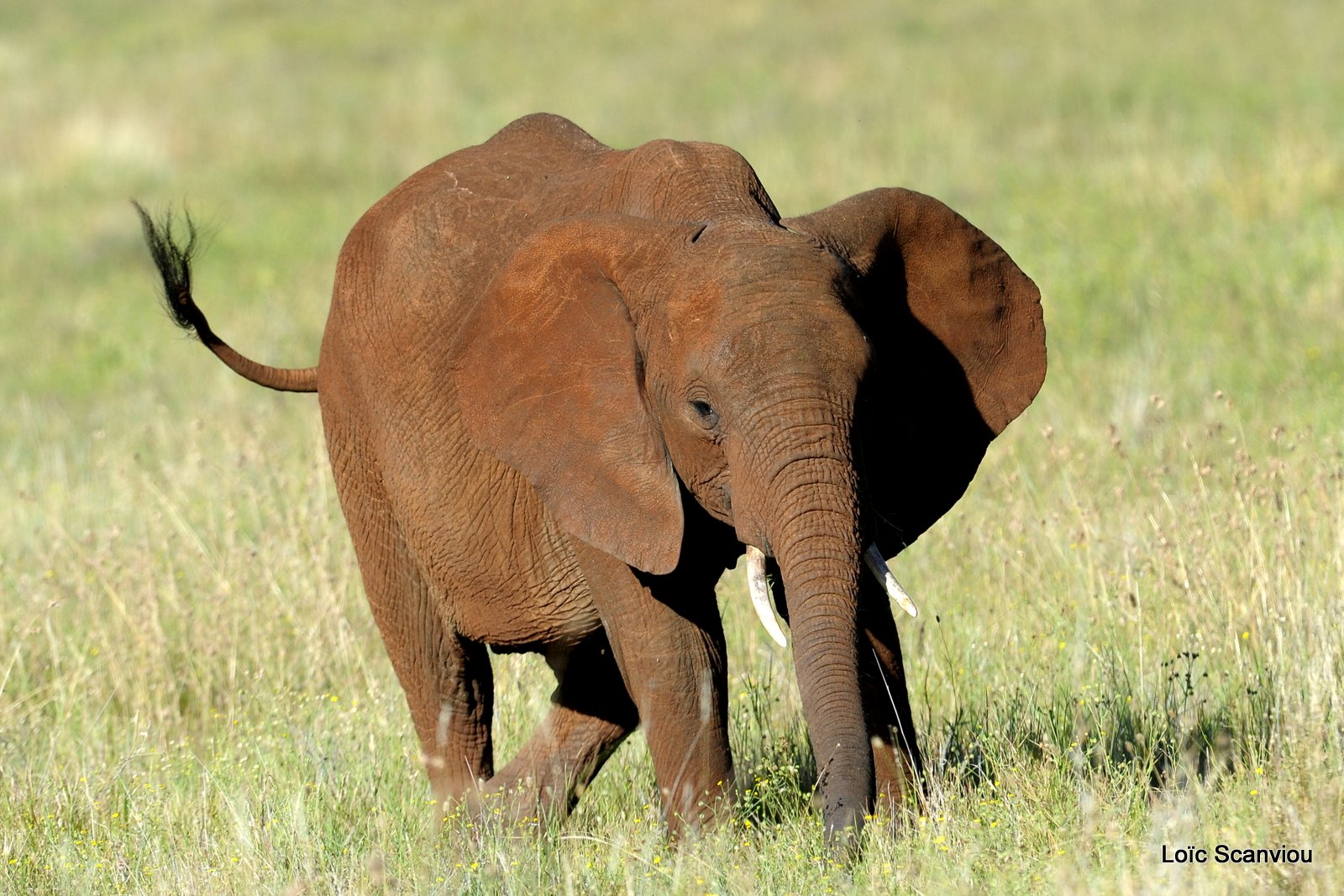 Eléphant (6)