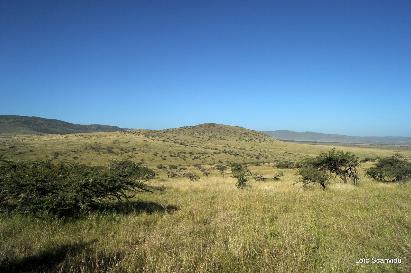 Lewa Downs (11)