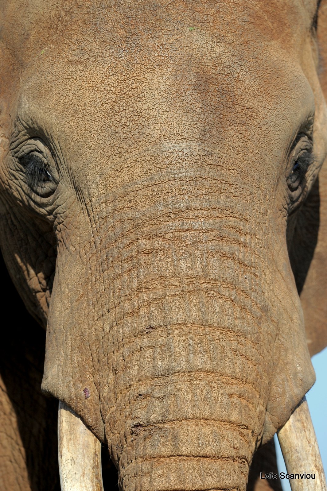 Eléphant (8)