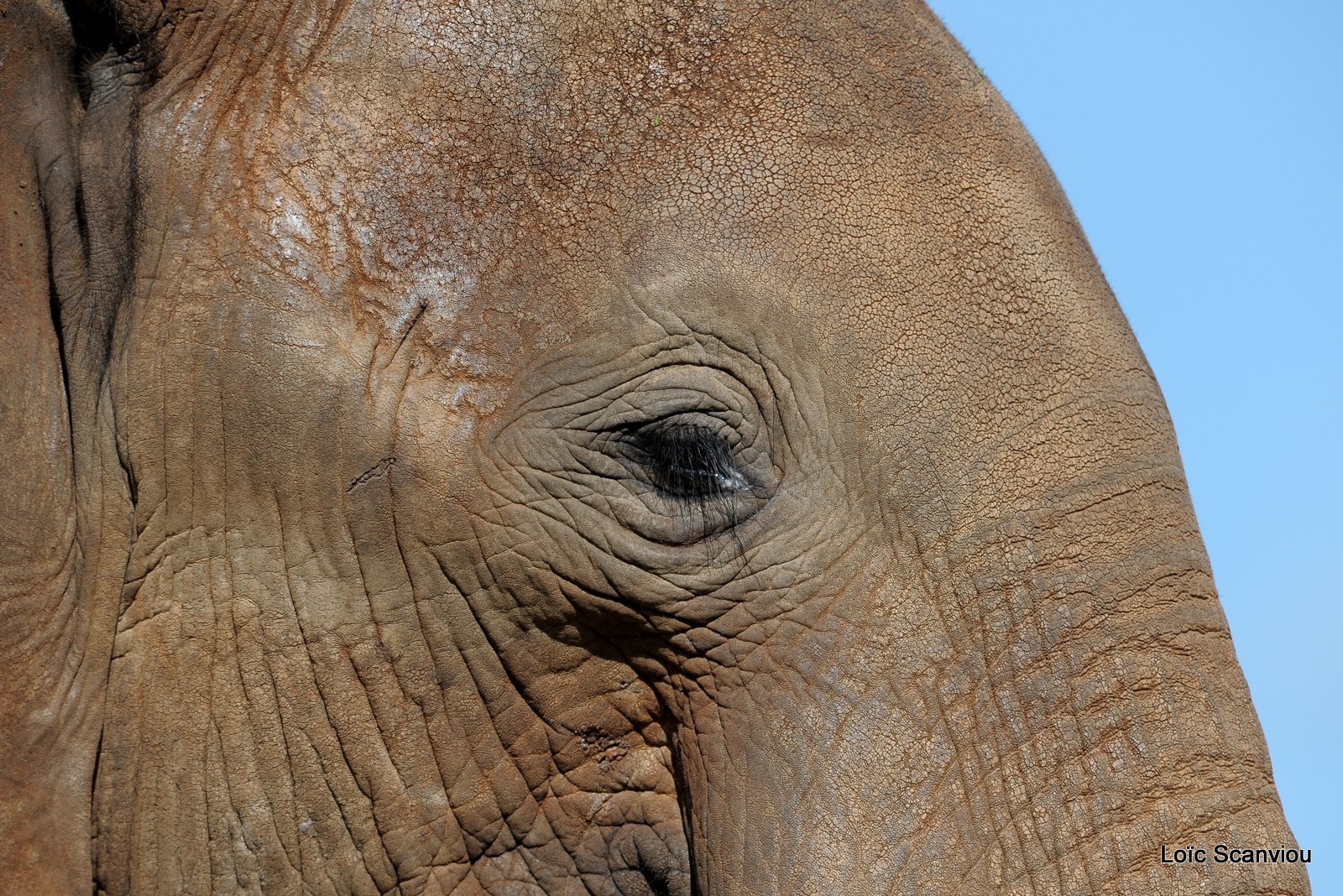 Eléphant (9)