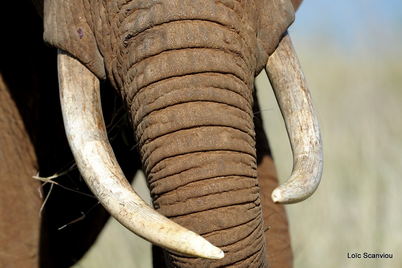 Eléphant (10)
