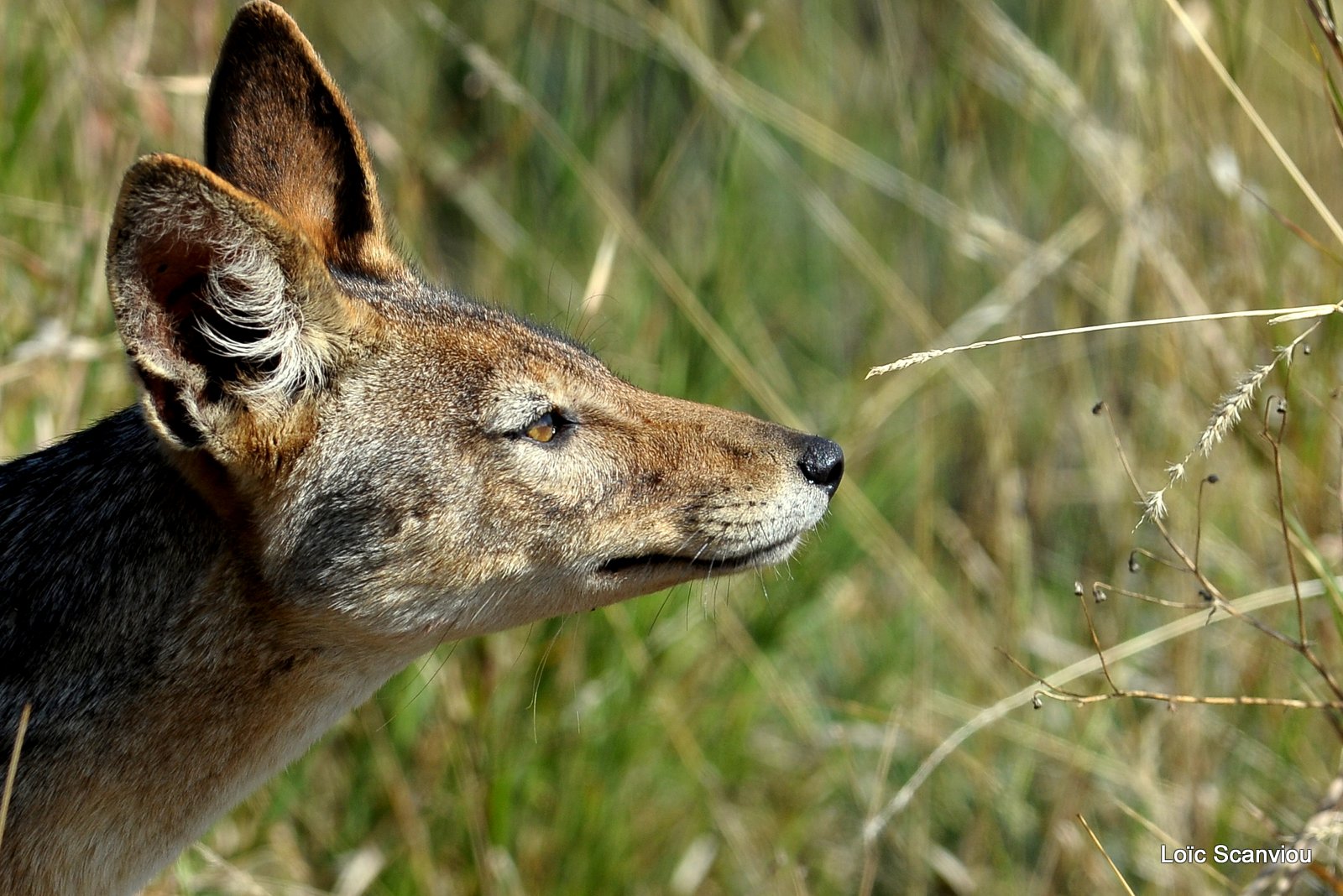 Chacal à chabraque/Black-backed Jackal (1)