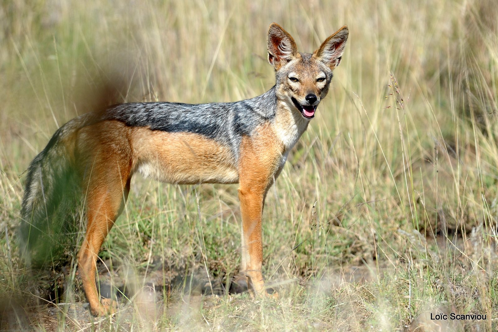 Chacal à chabraque/Black-backed Jackal (2)
