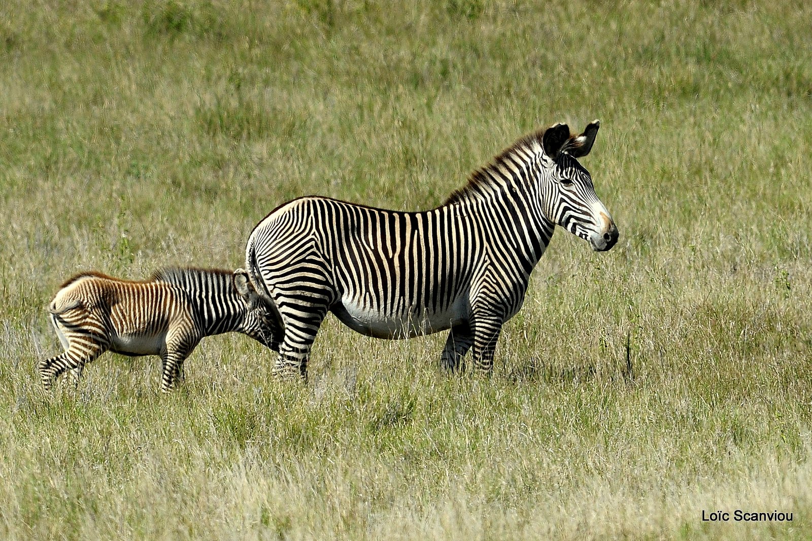 Zèbre de Grévy/Grevy's Zebra (4)