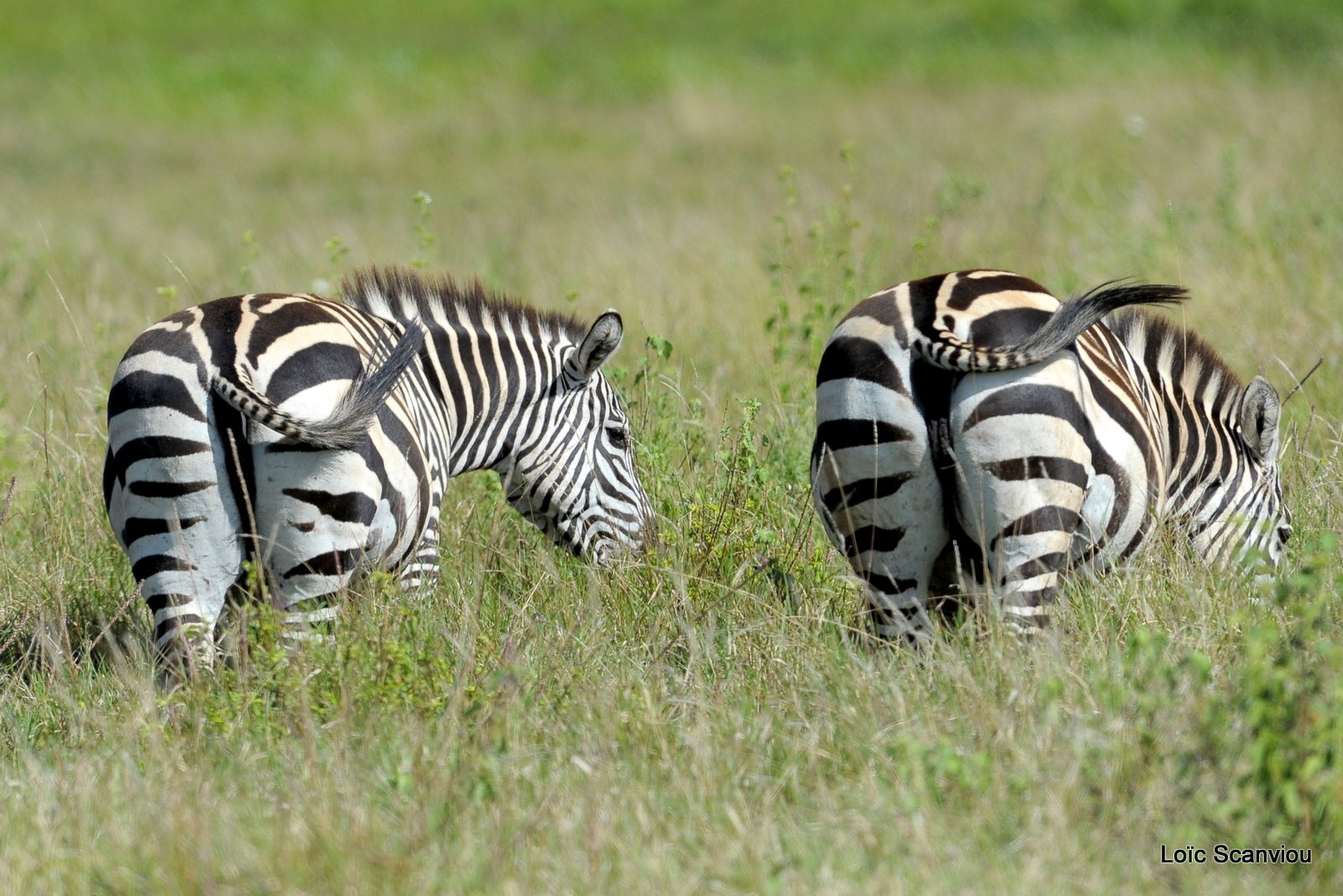 Zèbre/Zebra (12)