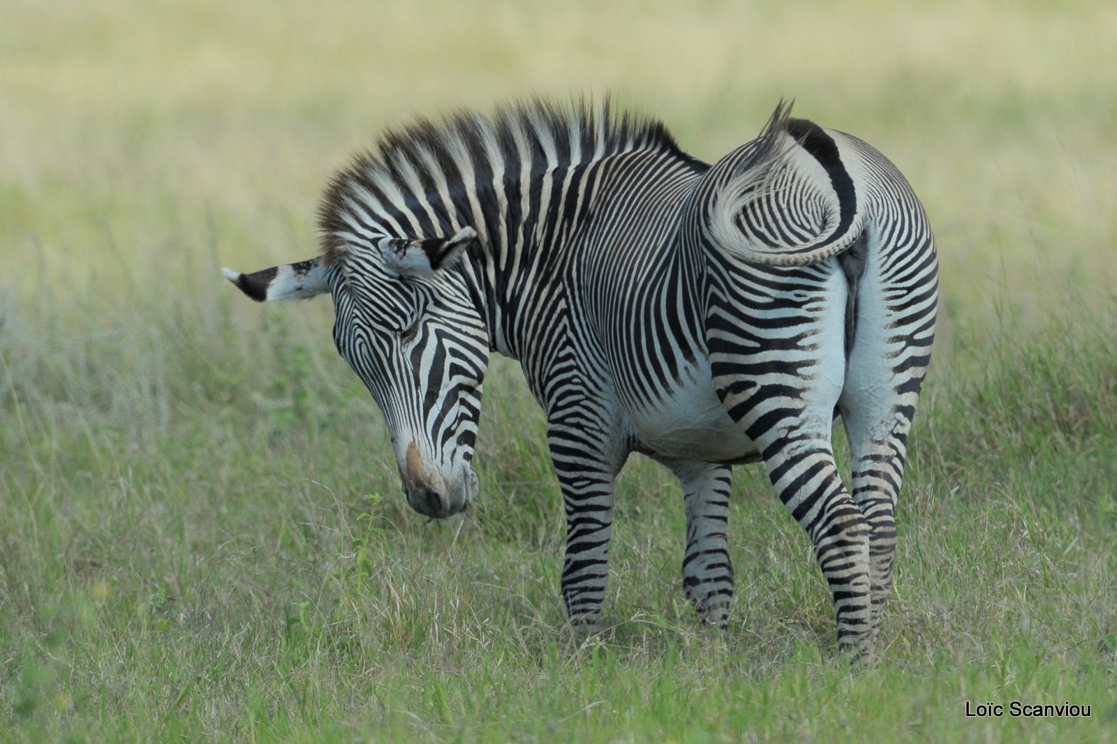 Zèbre de Grévy/Grevy's Zebra (5)