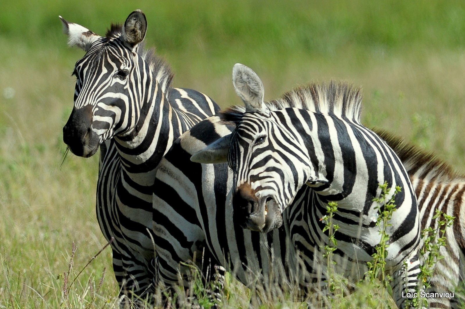 Zèbre/Zebra (14)