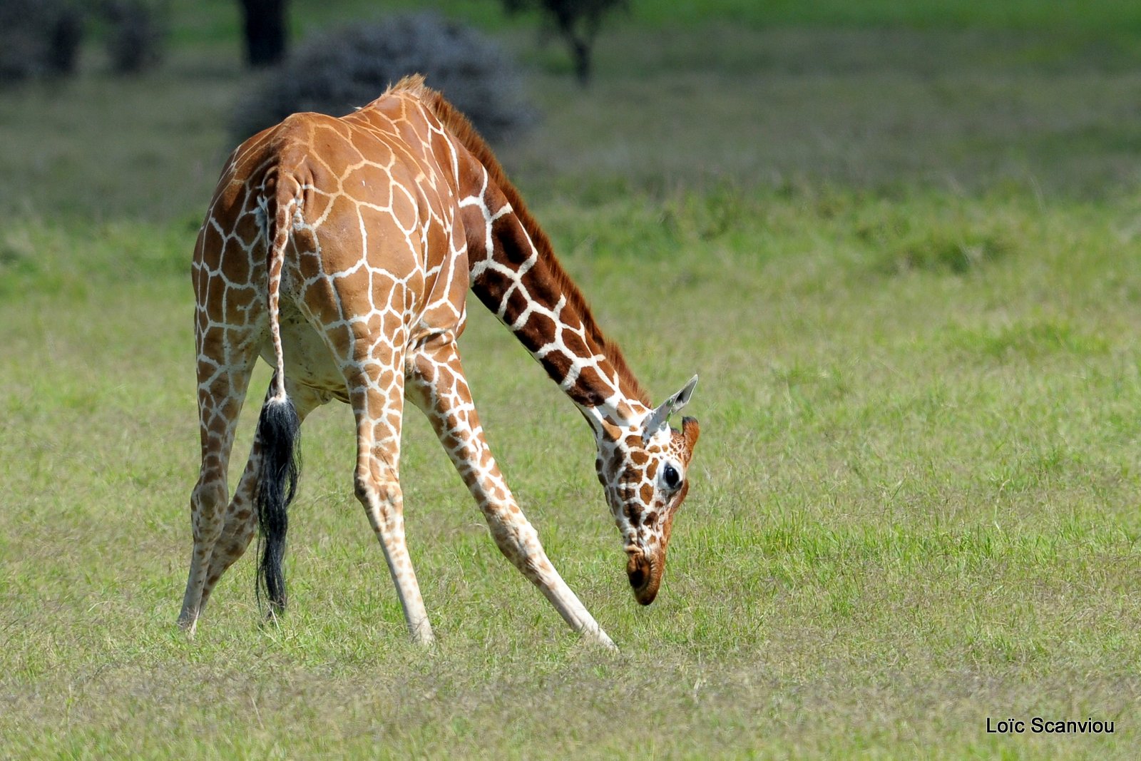 Girafe réticulée/Reticulated Giraffe (2)