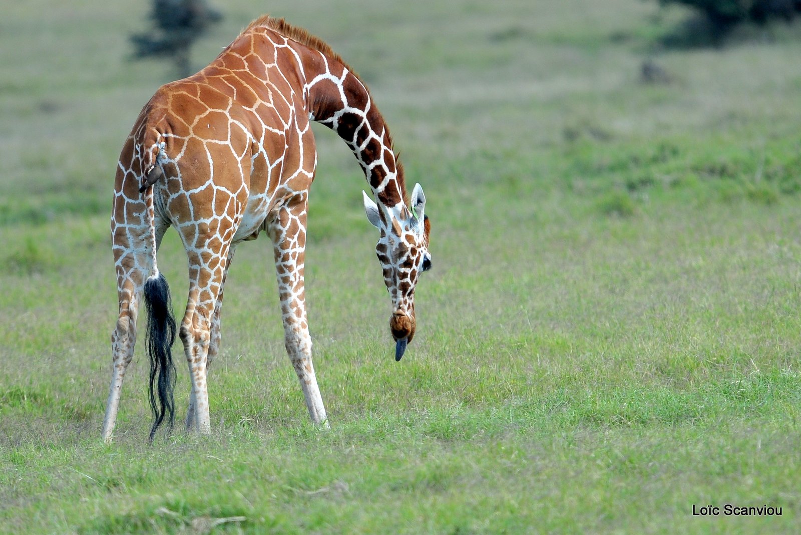 Girafe réticulée/Reticulated Giraffe (3)