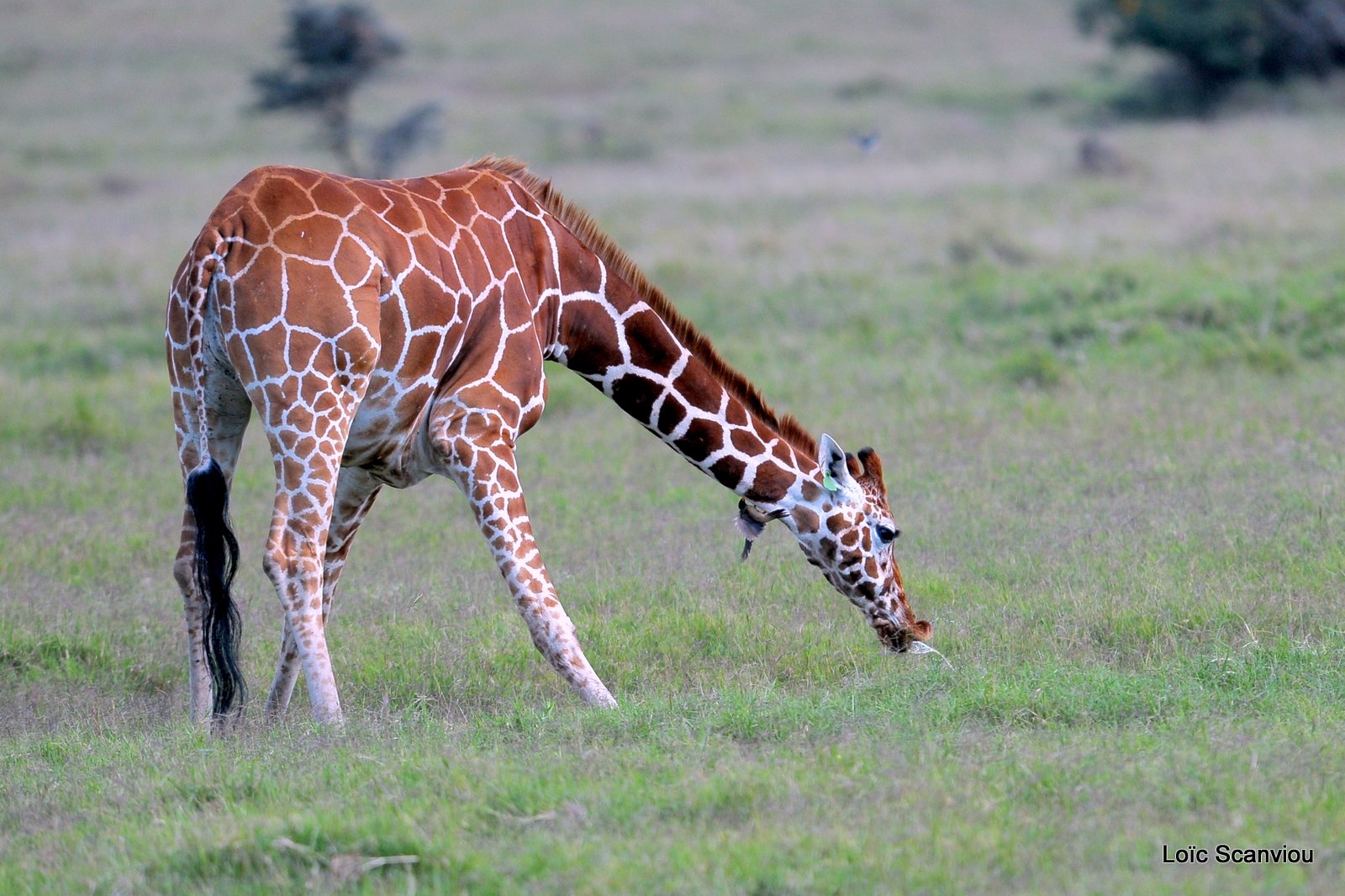 Girafe réticulée/Reticulated Giraffe (4)