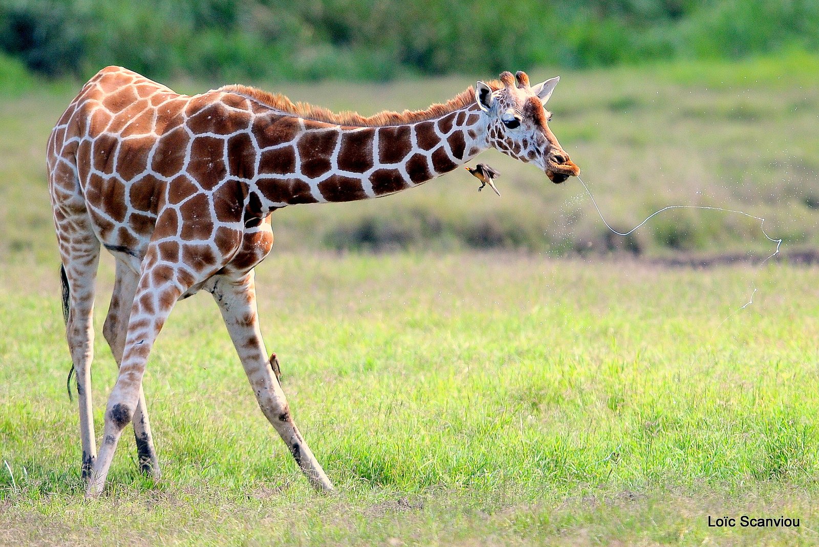 Girafe réticulée/Reticulated Giraffe (5)