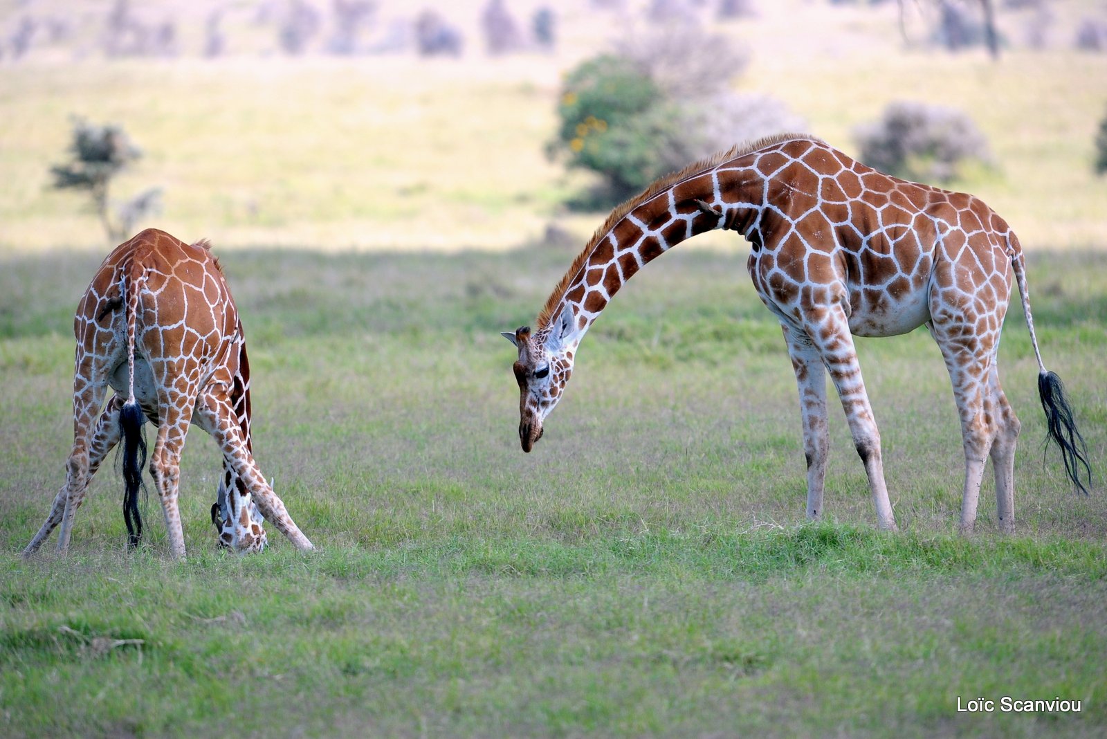 Girafe réticulée/Reticulated Giraffe (6)
