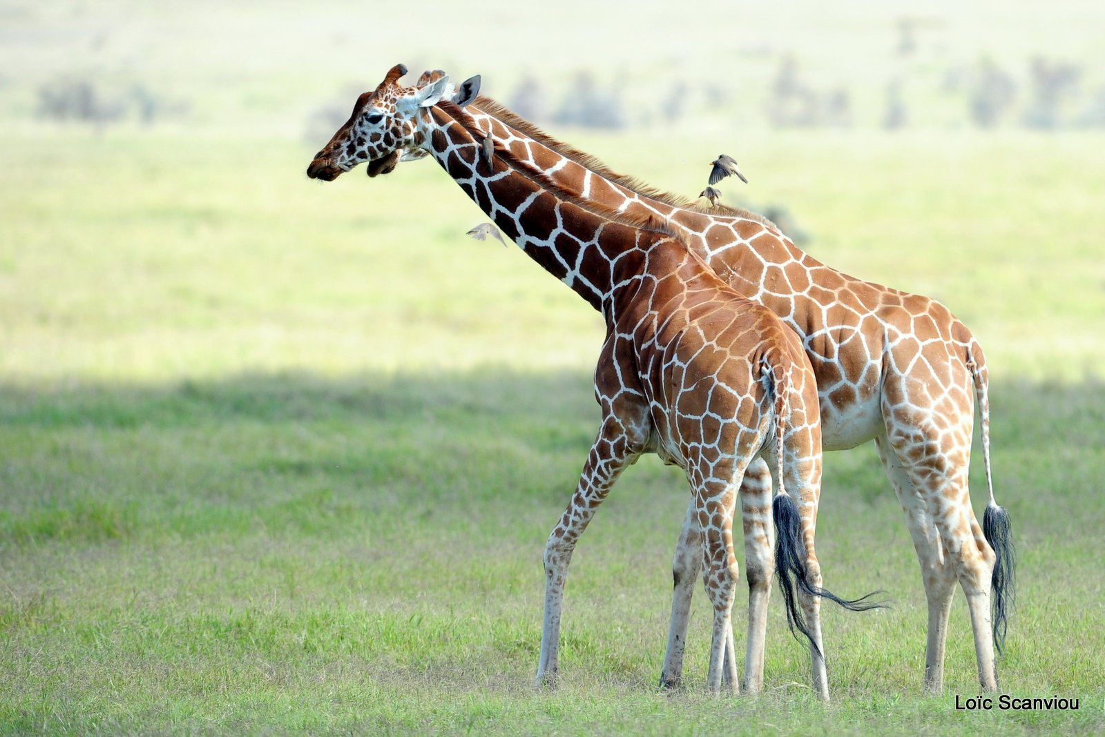 Girafe réticulée/Reticulated Giraffe (7)