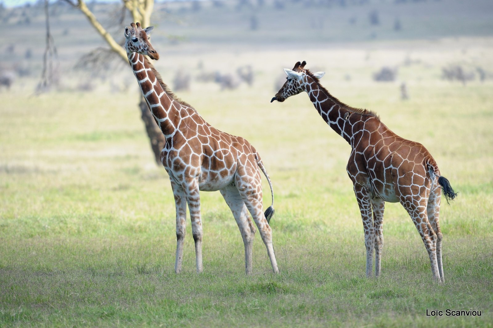 Girafe réticulée/Reticulated Giraffe (8)
