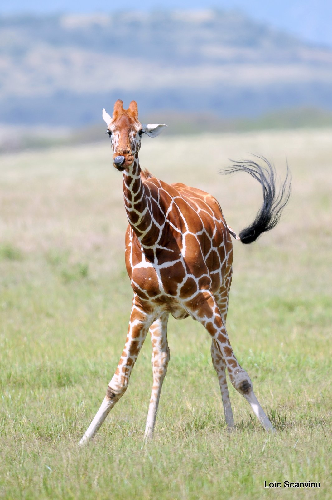 Girafe réticulée/Reticulated Giraffe (9)