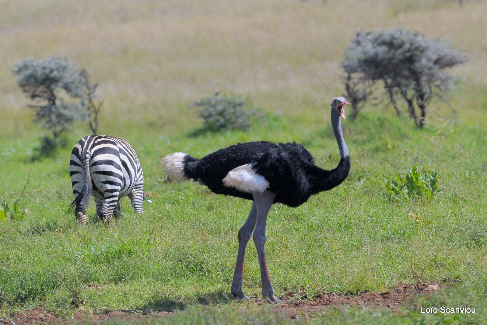 Autruche/Ostrich (1)