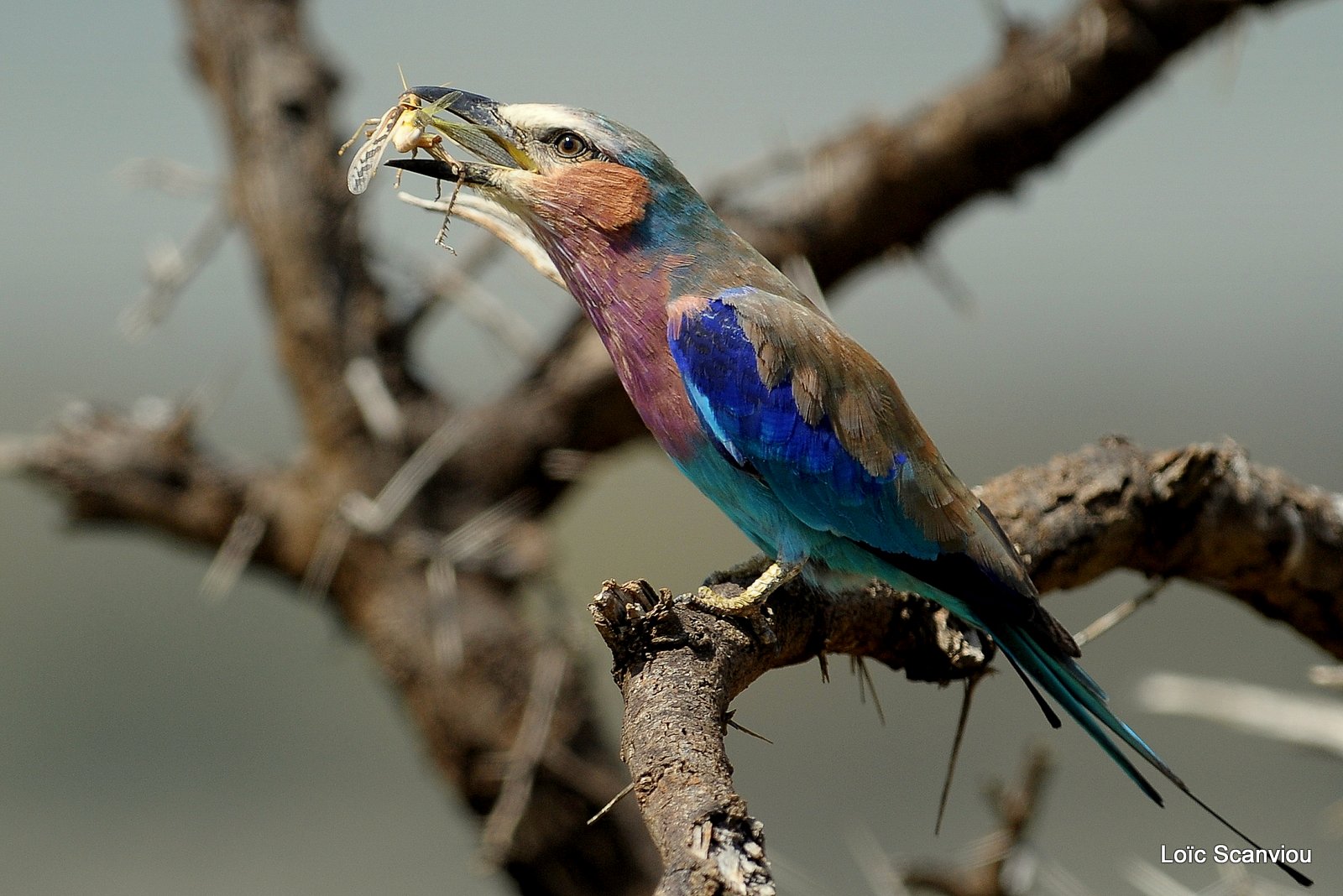 Rollier à longs brins/Lilac-breasted Roller (1)