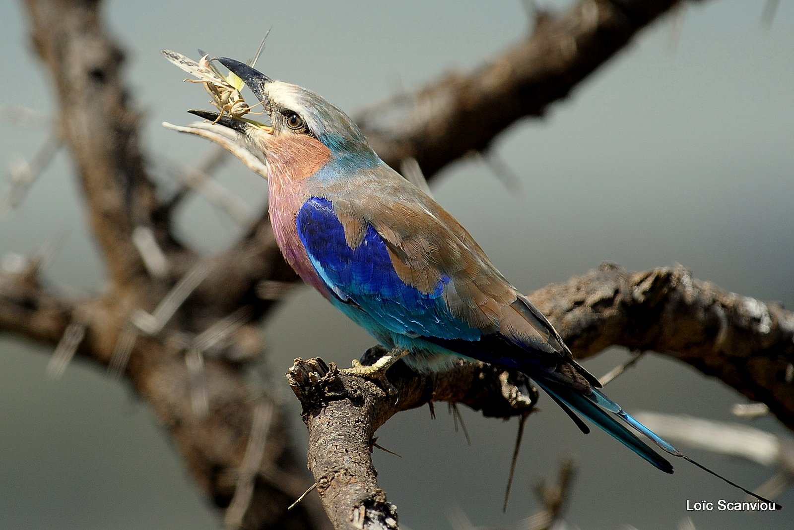 Rollier à longs brins/Lilac-breasted Roller (2)