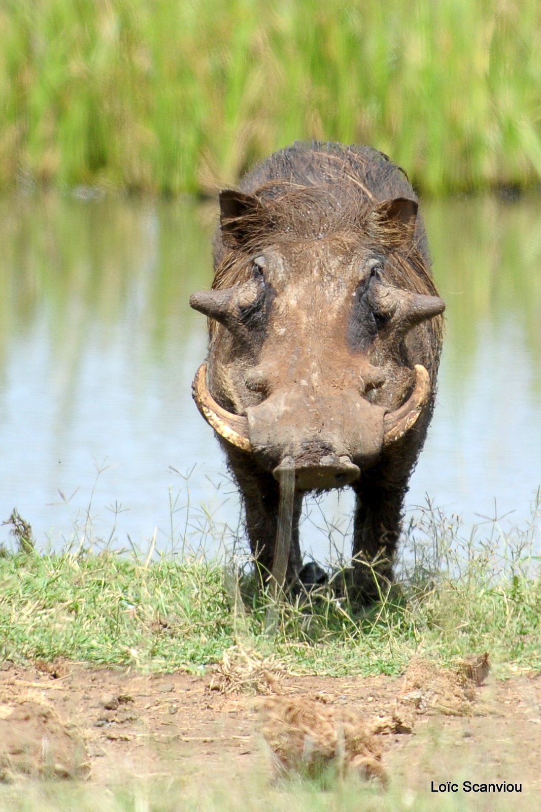 Phacochère/Warthog (1)