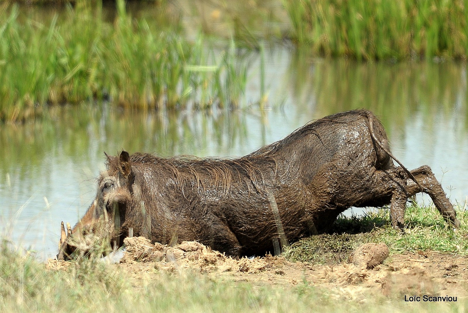 Phacochère/Warthog (2)