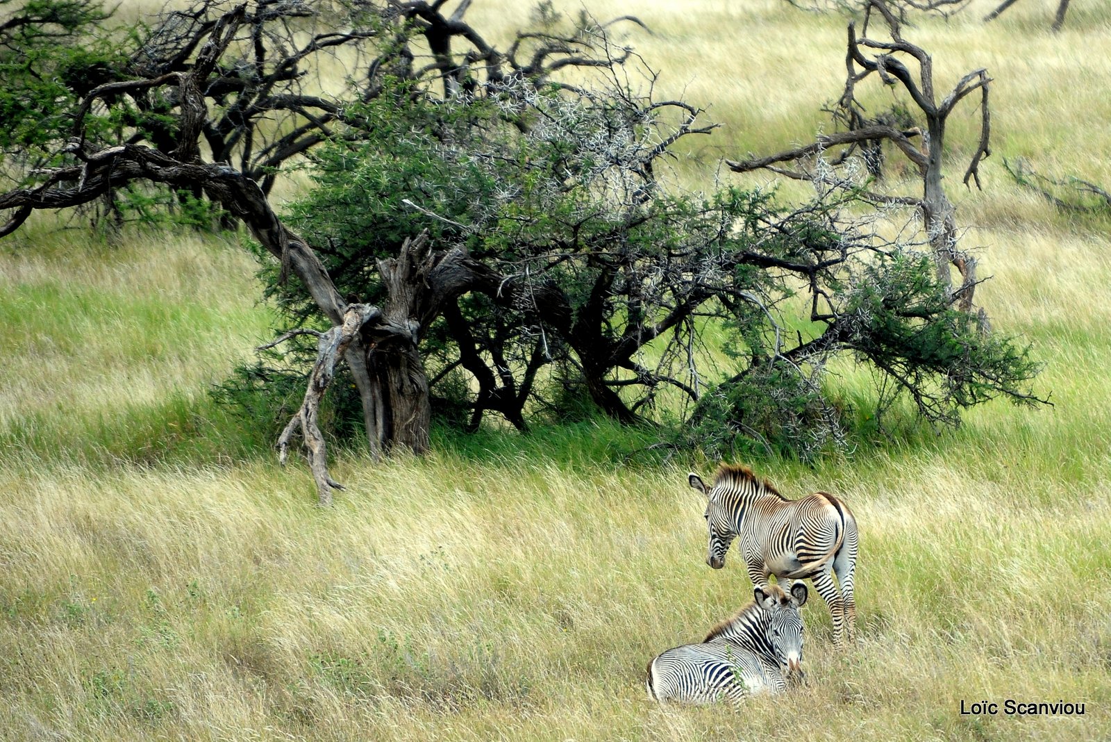 Zèbre de Grévy/Grevy's Zebra (2)