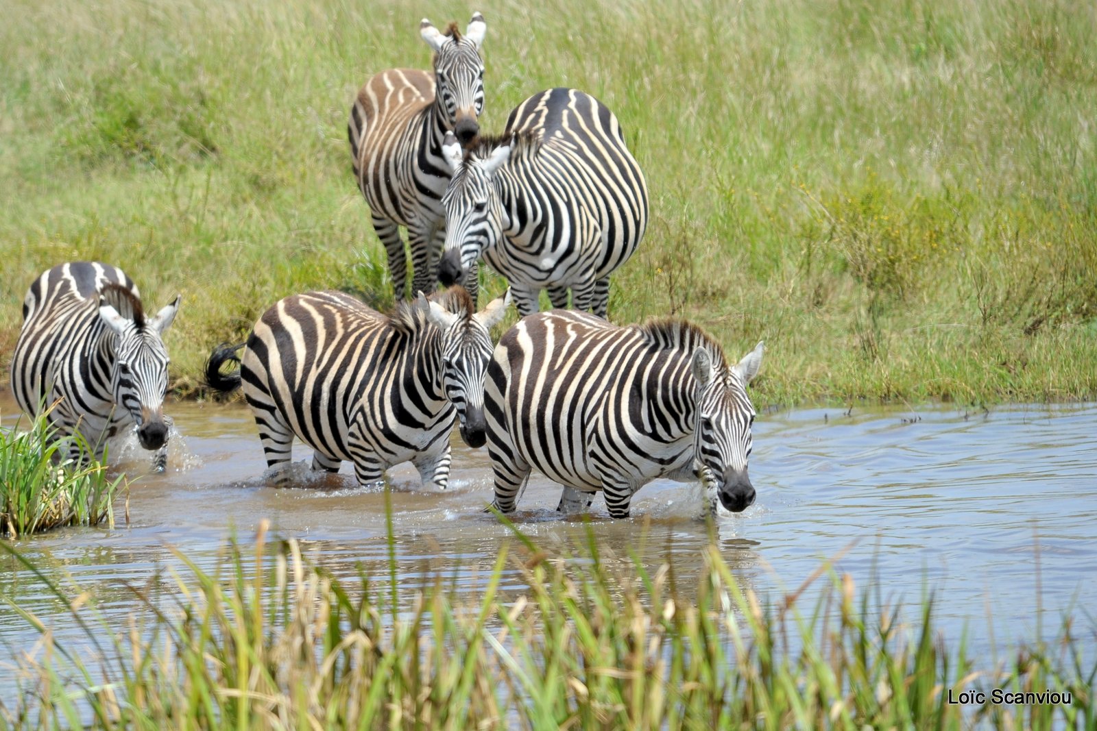 Zèbre/Zebra (15)