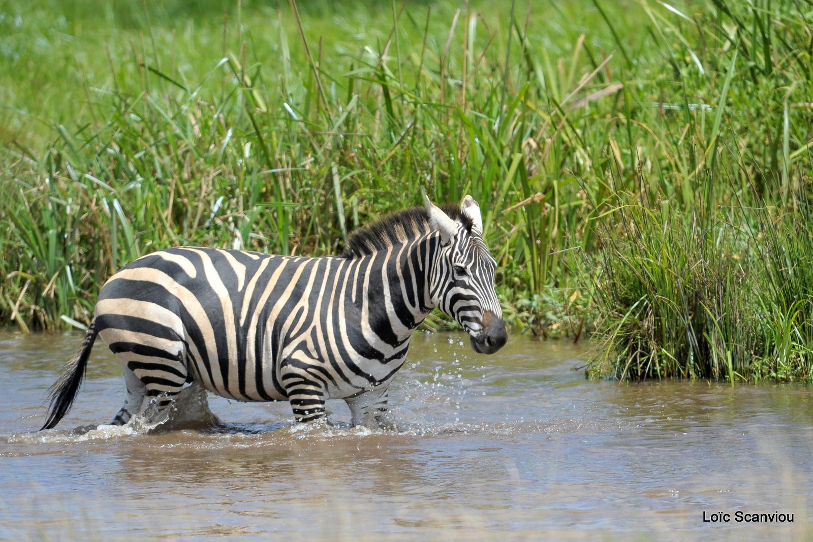 Zèbre/Zebra (16)
