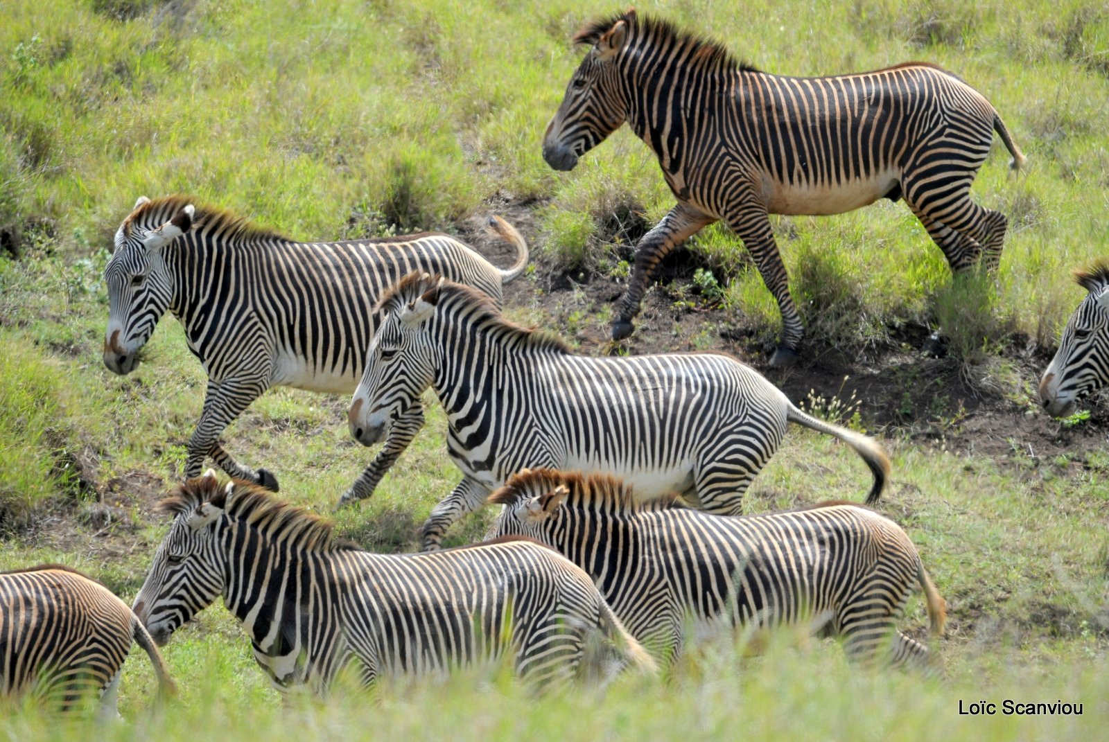 Zèbre/Zebra (17)