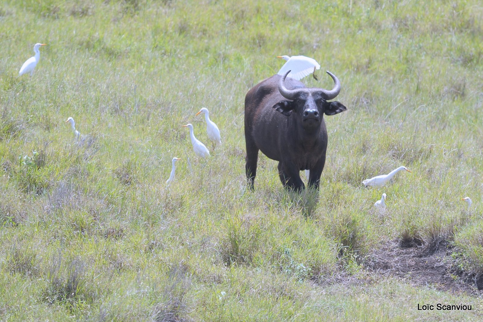 Buffle du Cap/Cape Buffalo (1)