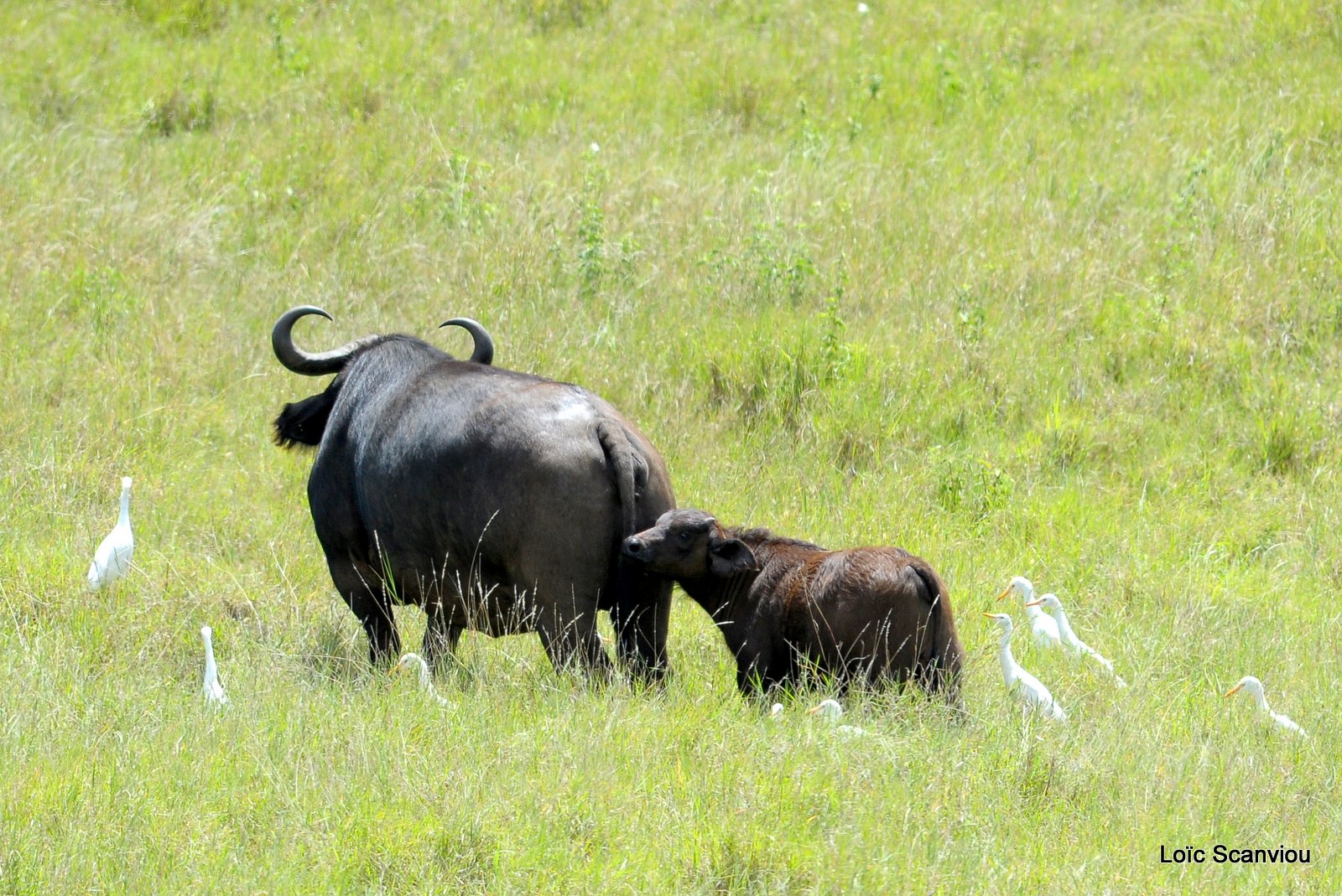 Buffle du Cap/Cape Buffalo (2)