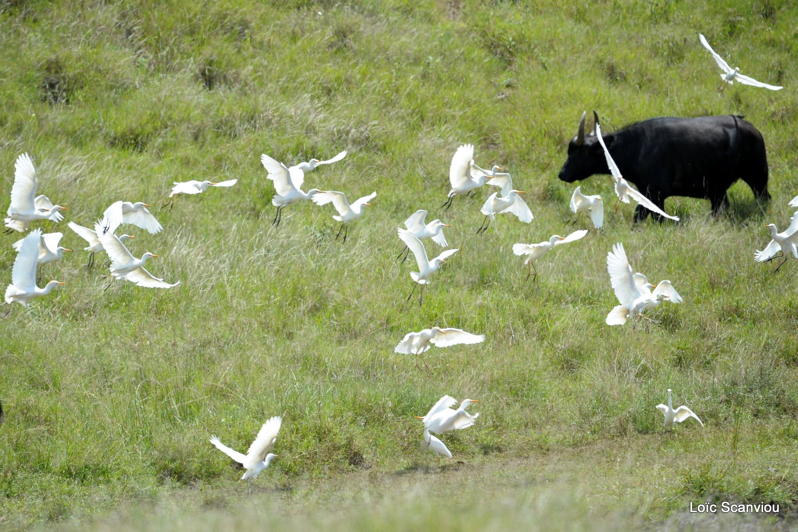 Buffle du Cap/Cape Buffalo (3)