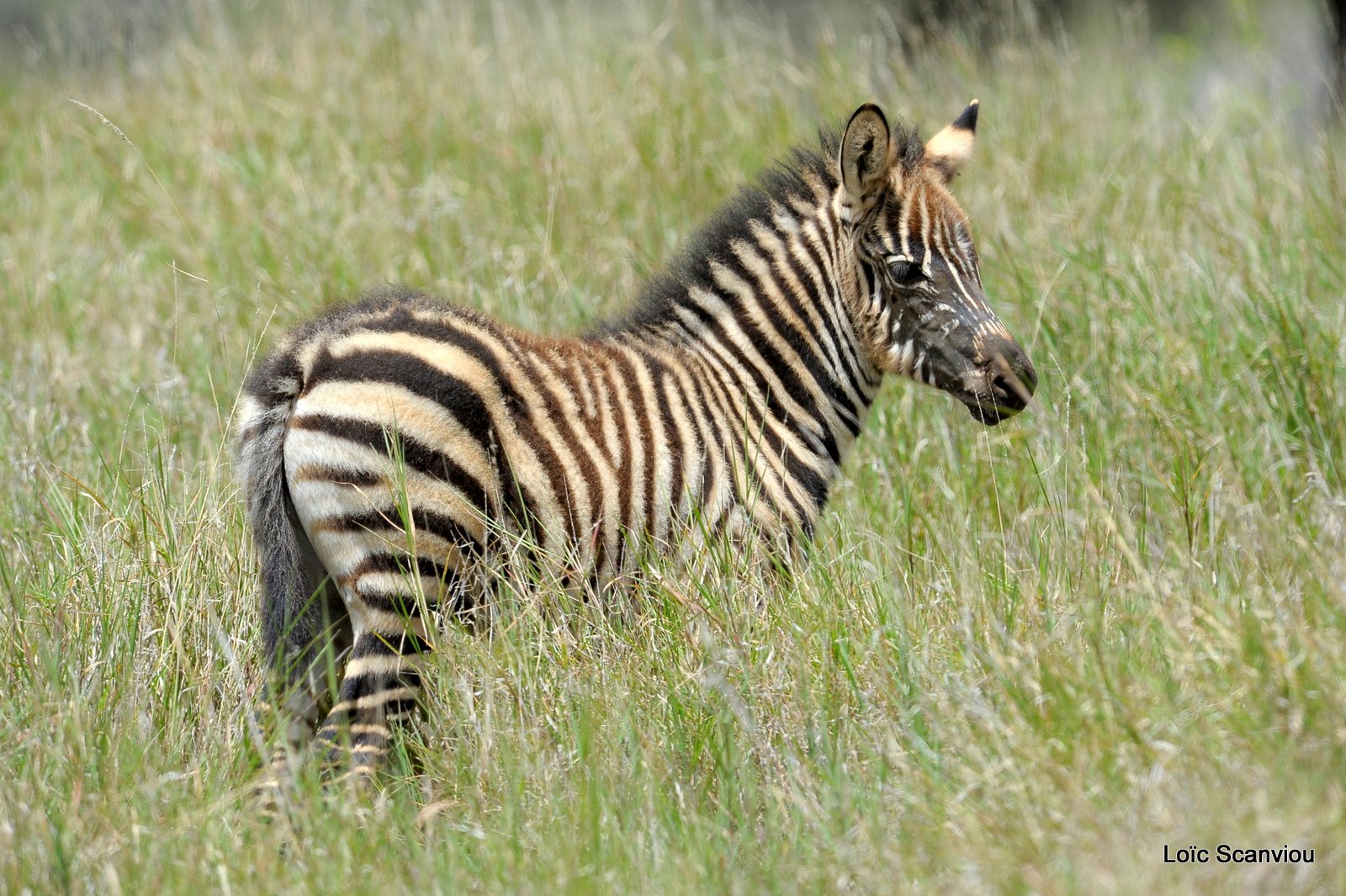 Zèbre/Zebra (18)