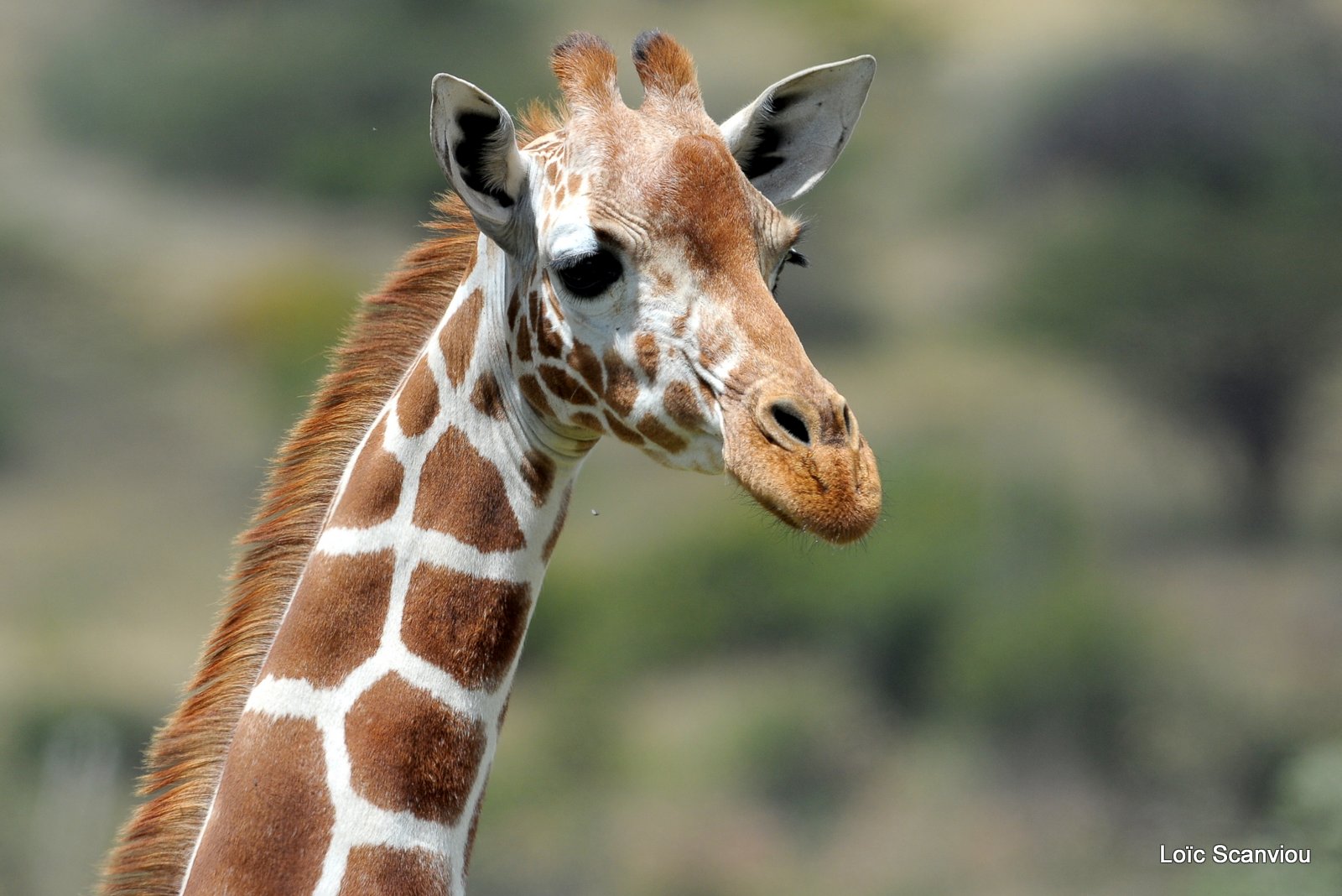 Girafe réticulée/Reticulated Giraffe (10)