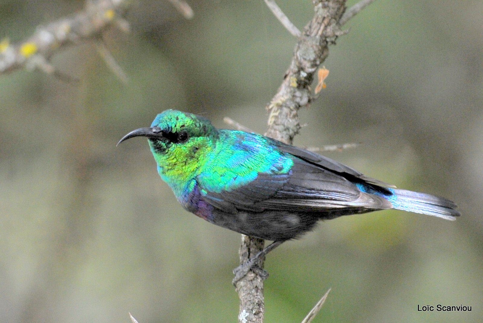 Souimanga/Sunbird (2)