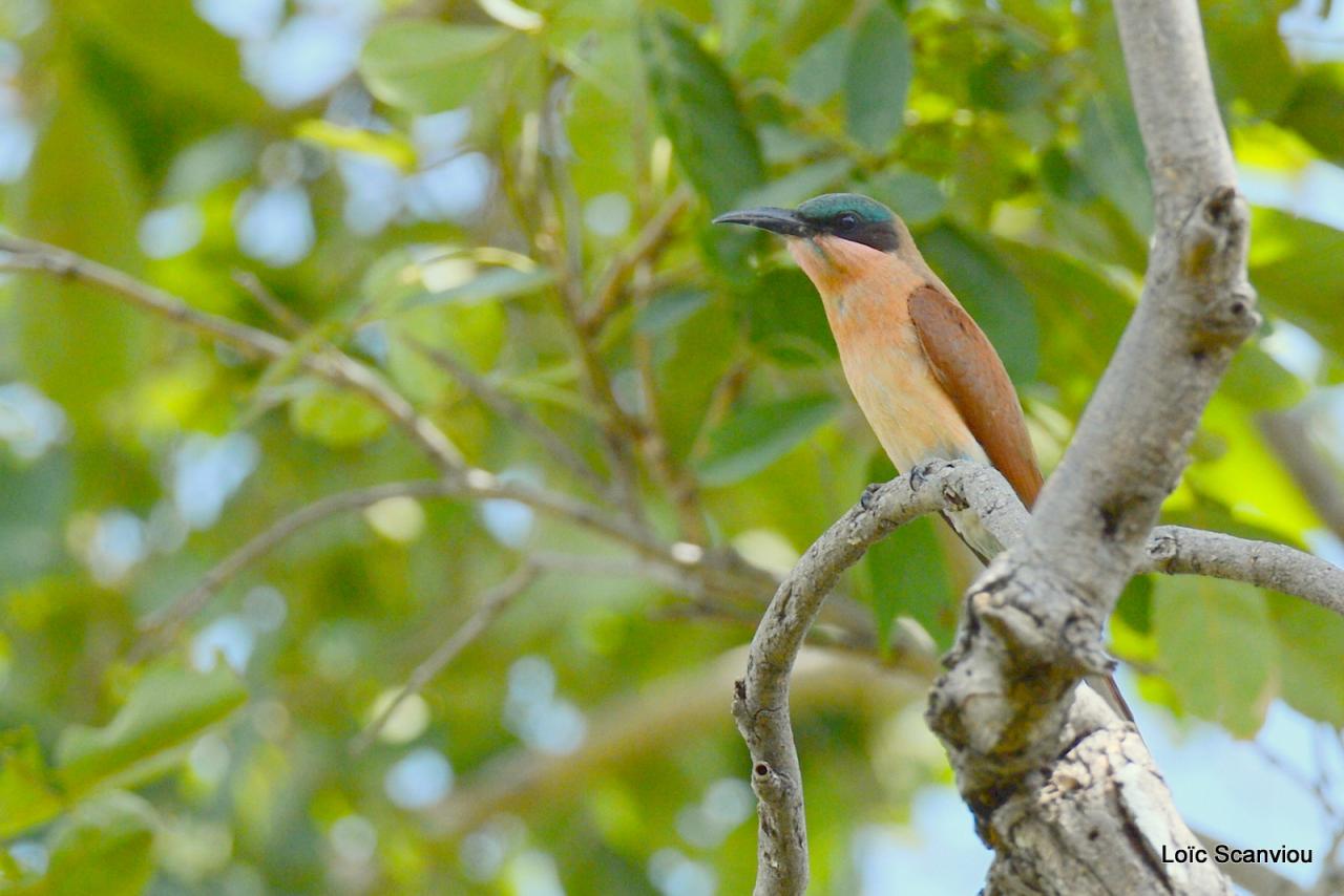 Guêpier carmin/Southern Carmine Bee-Eater (1)